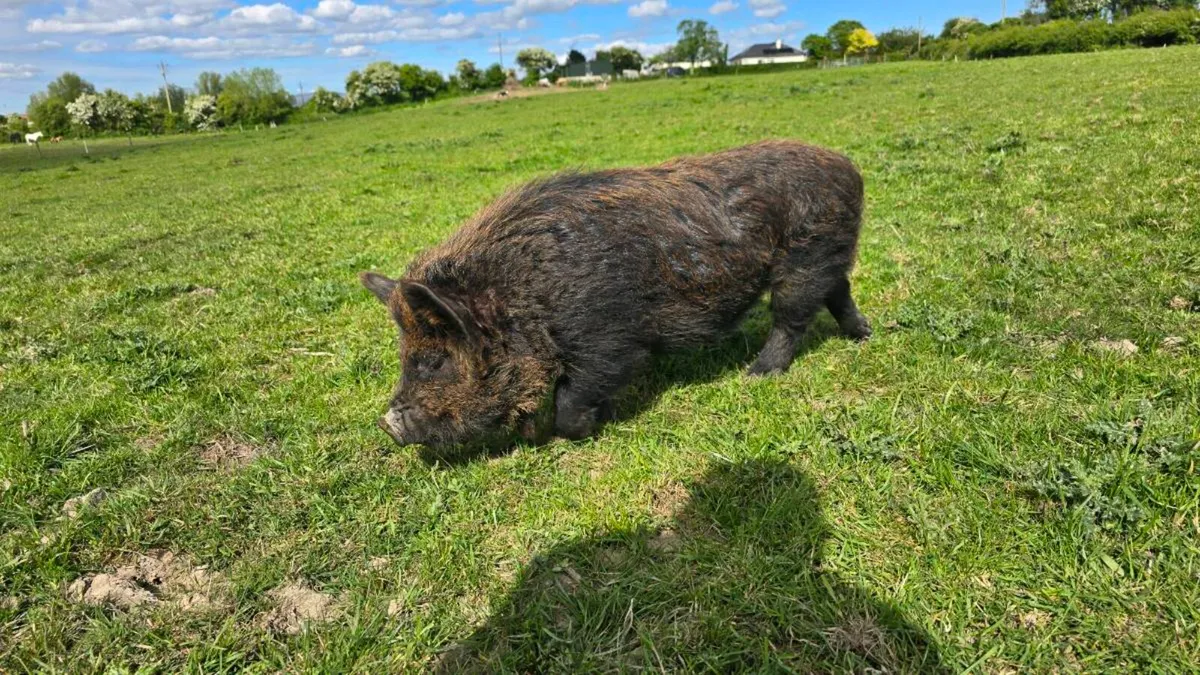 PEDIGREE Kune Kune Boar - Image 1