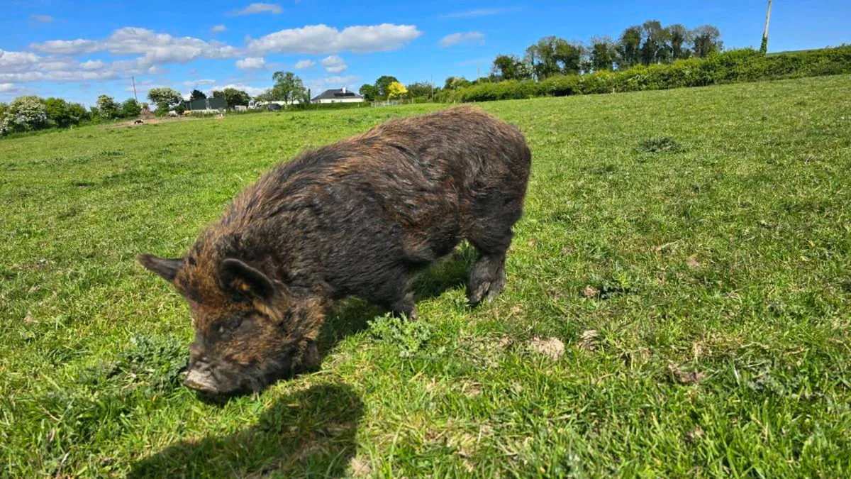PEDIGREE Kune Kune Boar - Image 2