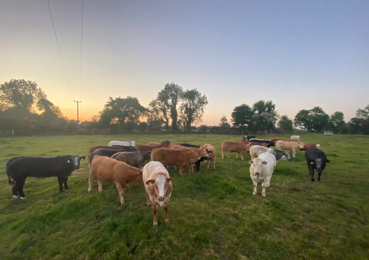 Beautiful Breeding Heifers - Image 2