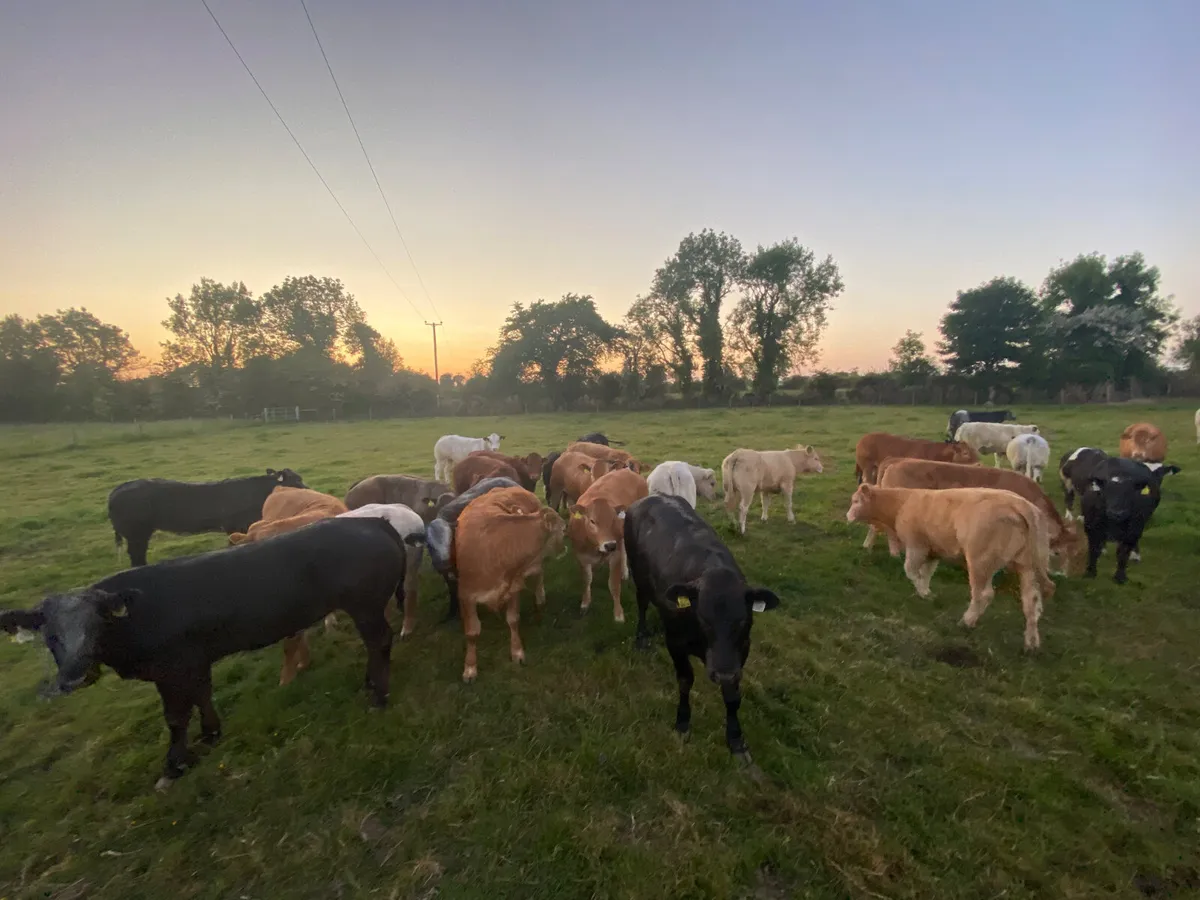 Beautiful Breeding Heifers - Image 1