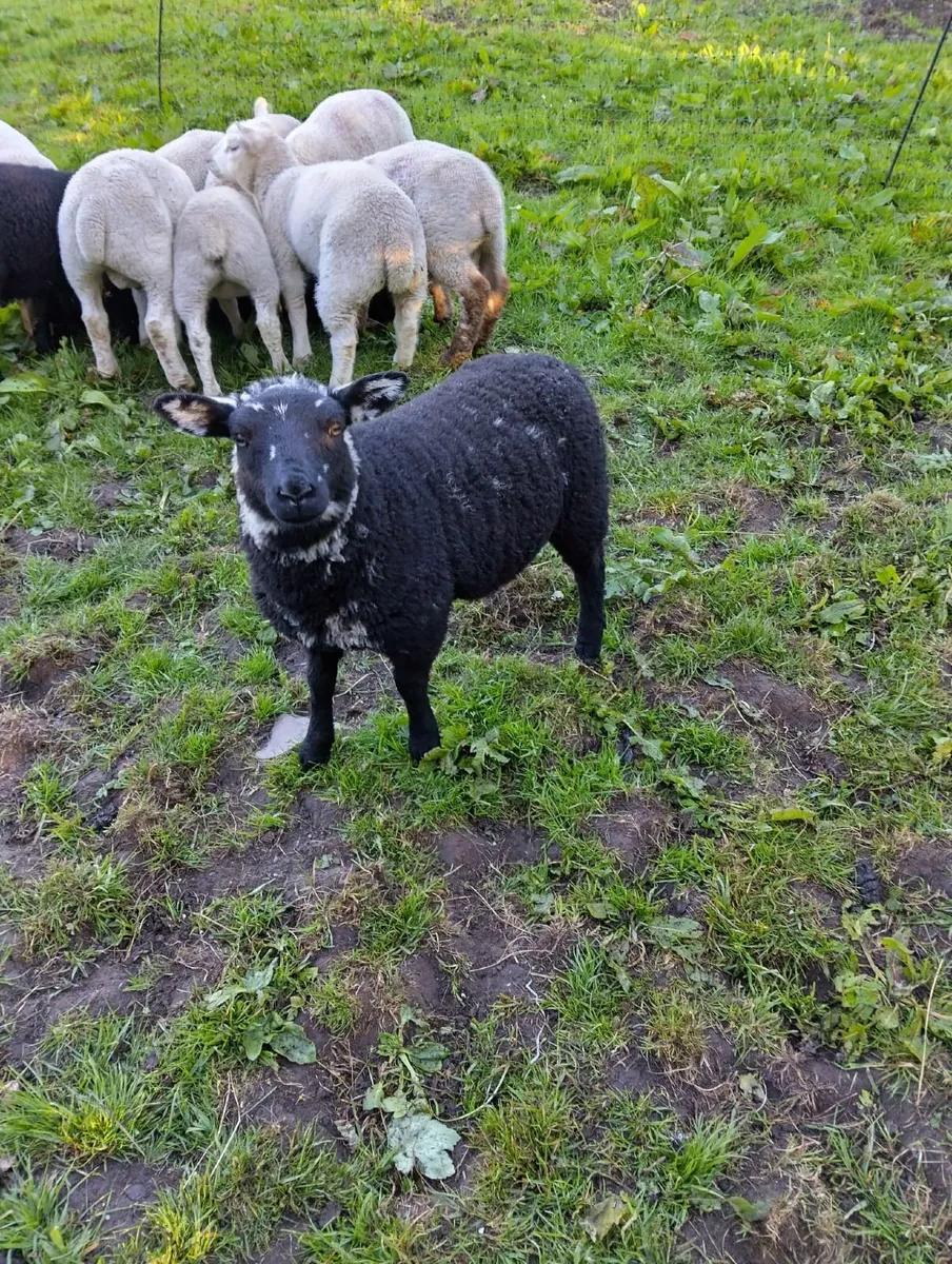 Strong grass lambs  €140 - Image 2
