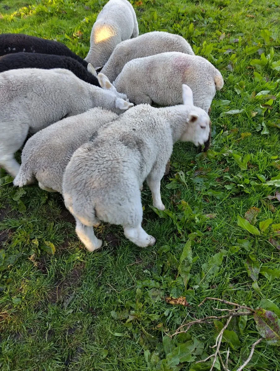 Strong grass lambs  €140 - Image 1