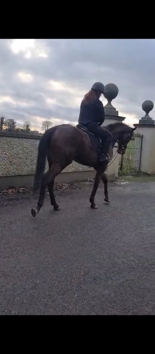 Thoroughbred - Image 3