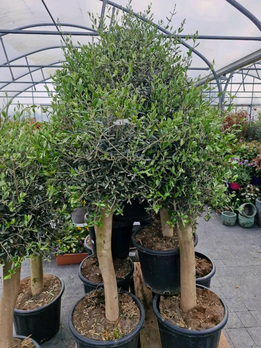 Olive tree - Image 1