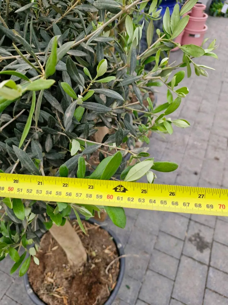 Olive tree - Image 3