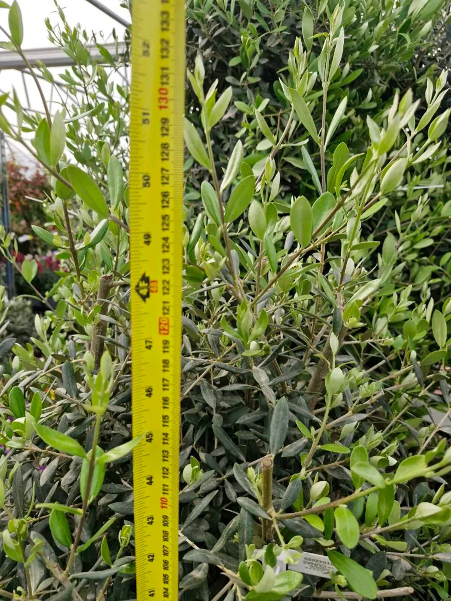 Olive tree - Image 4