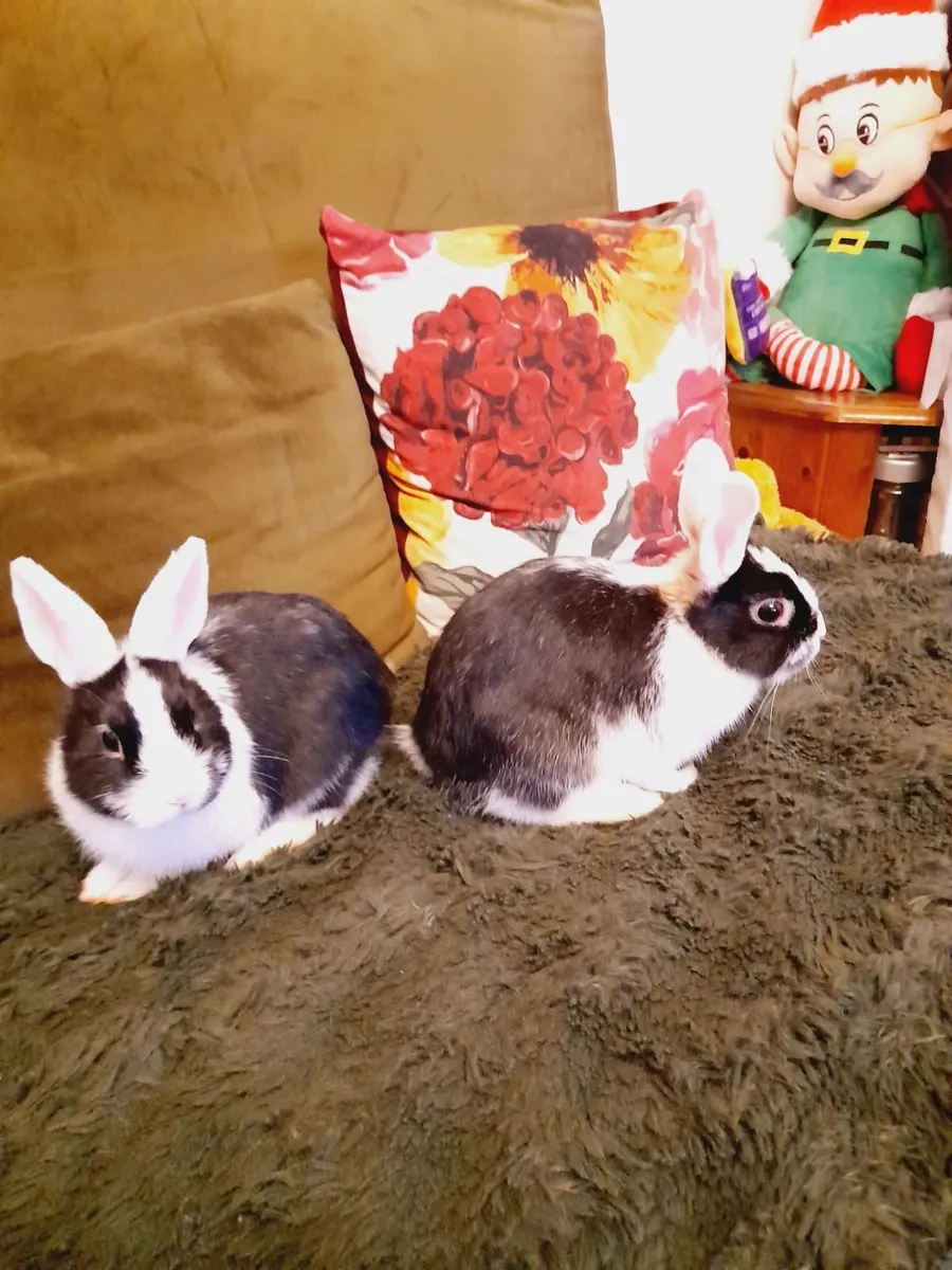 Rabbits - Image 2