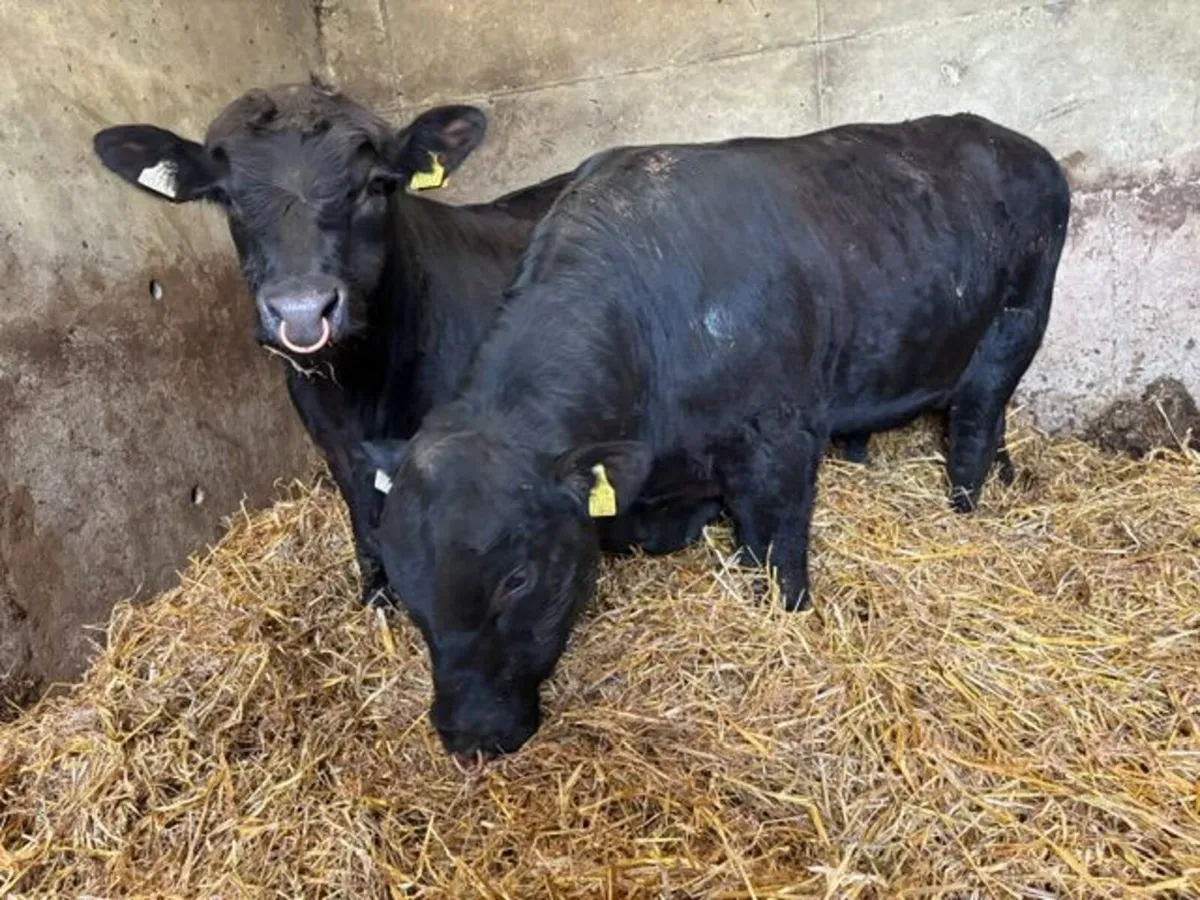 Pedigree Angus Bulls - Image 3