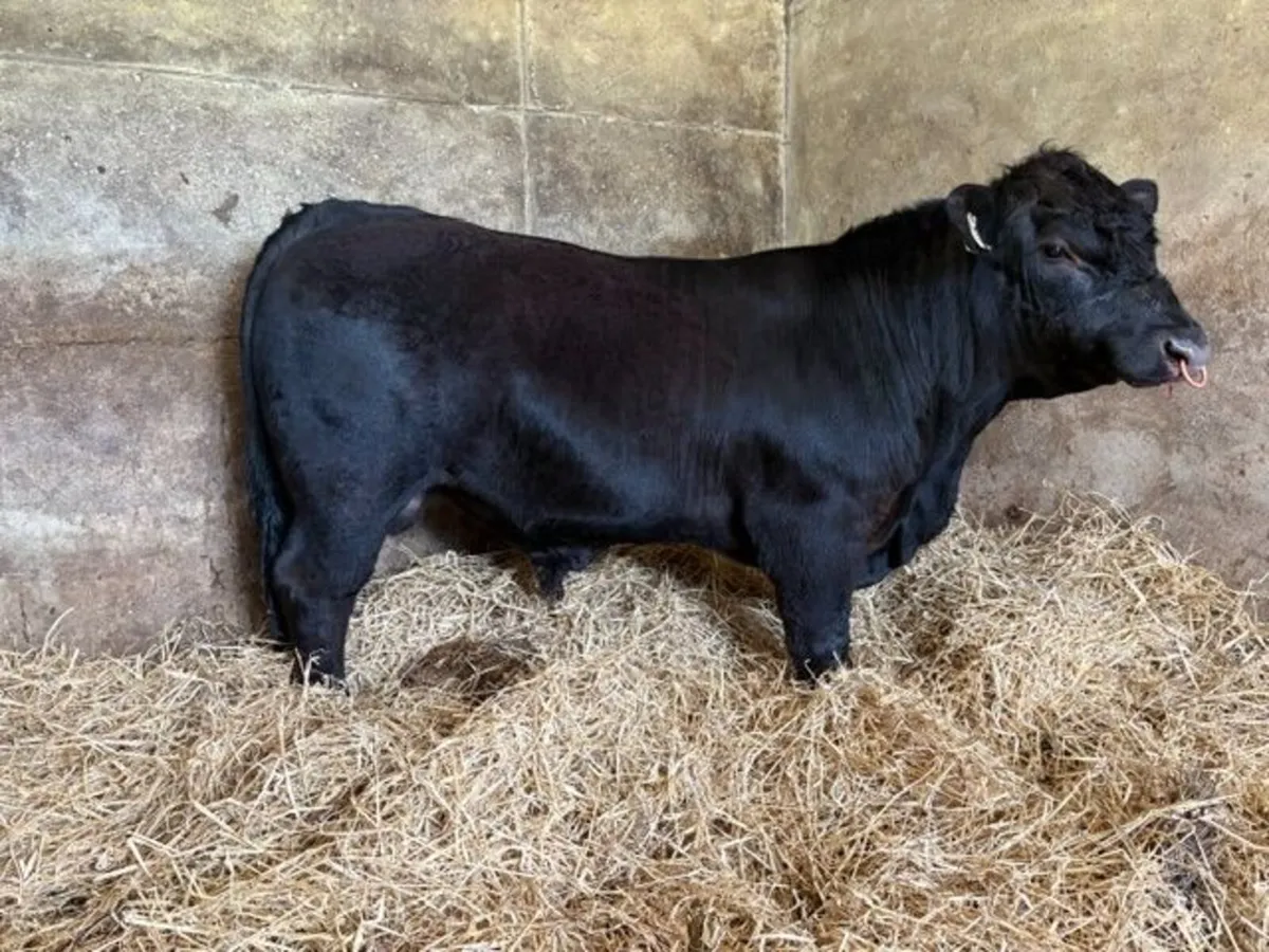 Pedigree Angus Bulls - Image 4