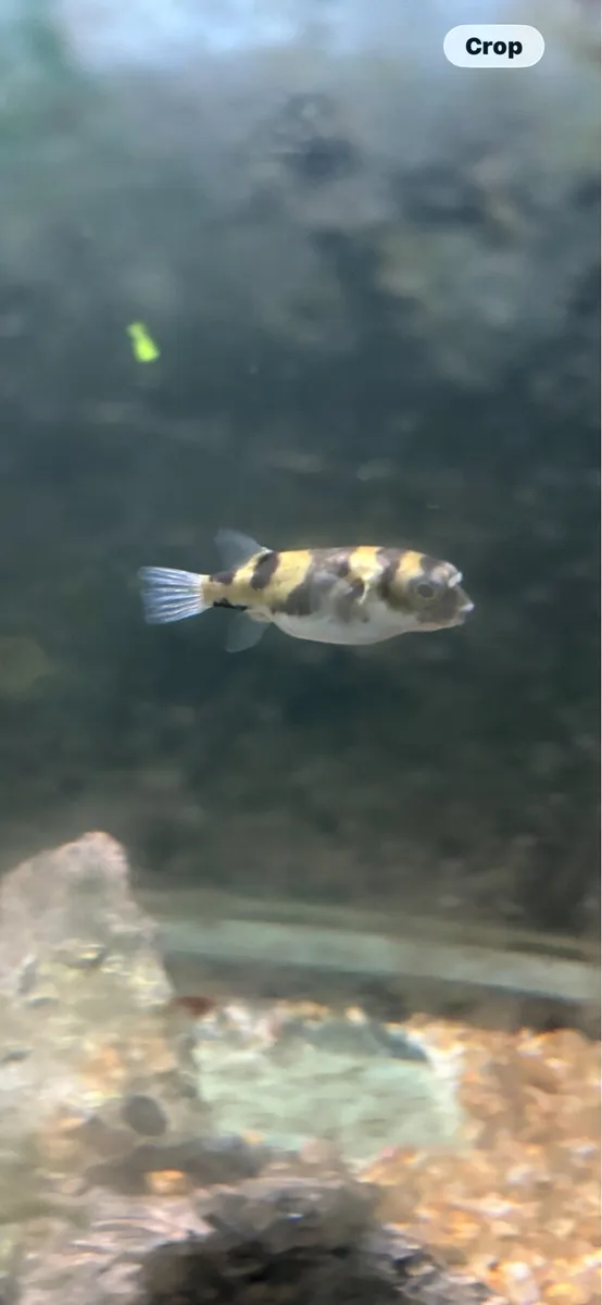 Aquarium 250L - Image 2