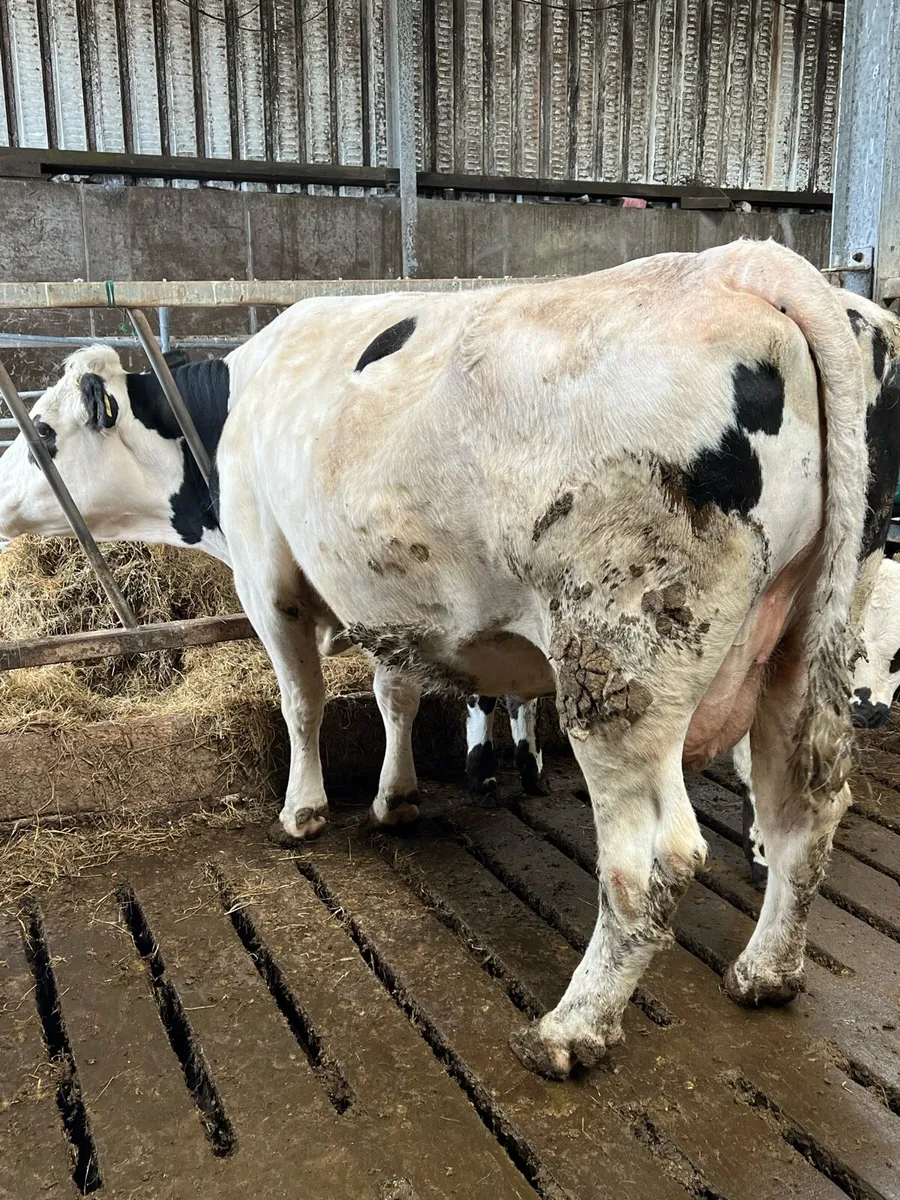 Cow and calf for sale - Image 1