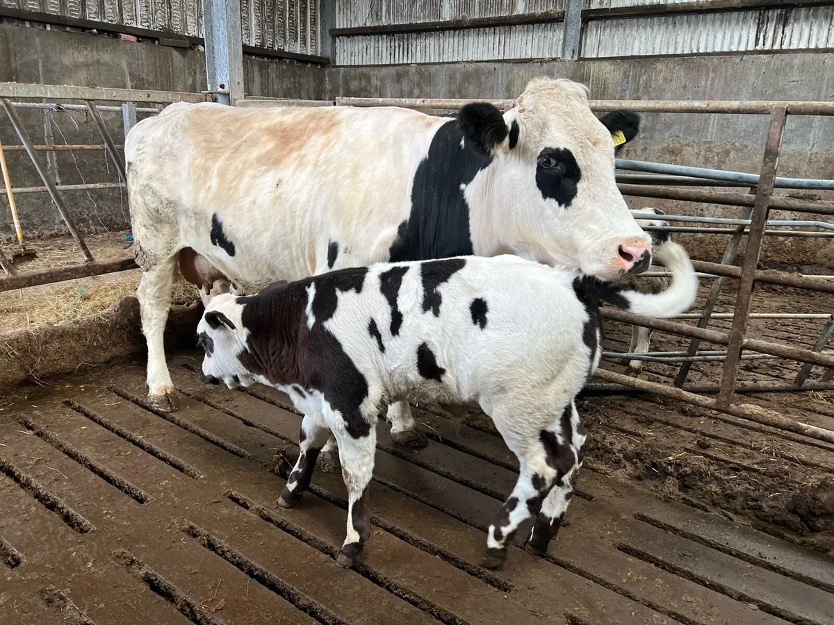 Cow and calf for sale - Image 3