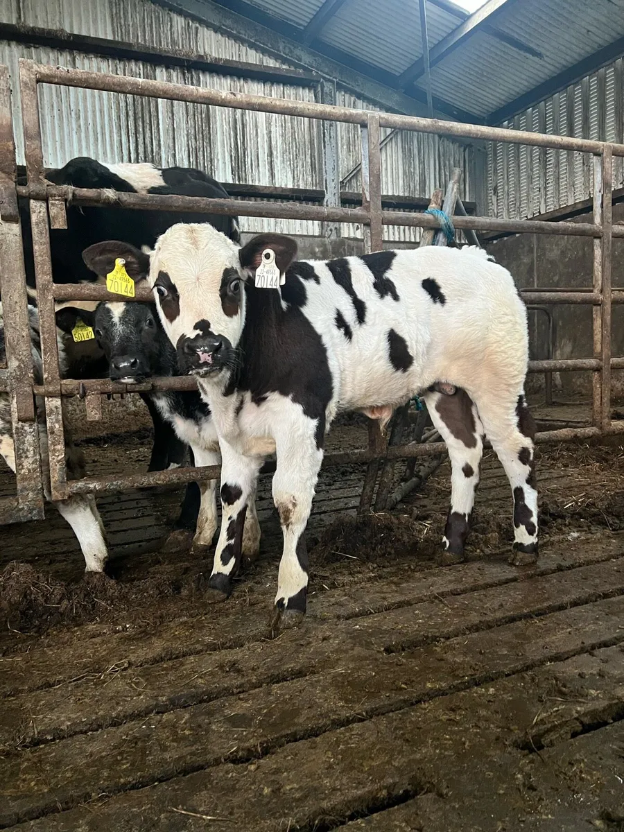 Cow and calf for sale - Image 4