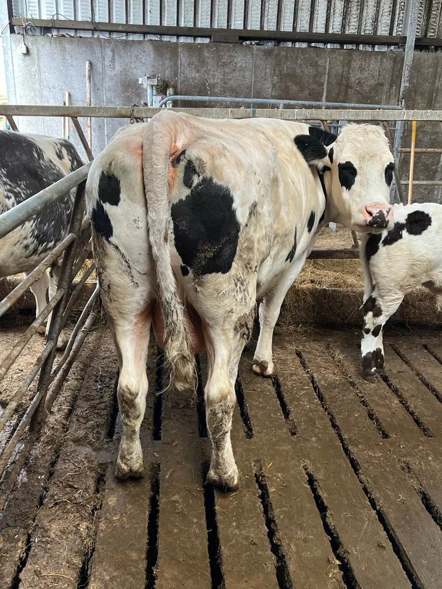 Cow and calf for sale - Image 2