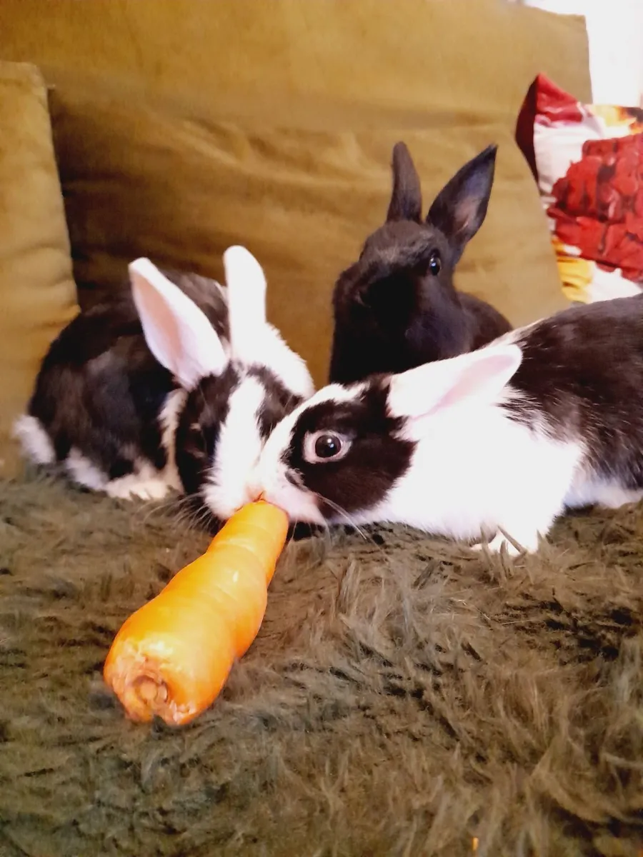 Rabbits - Image 3