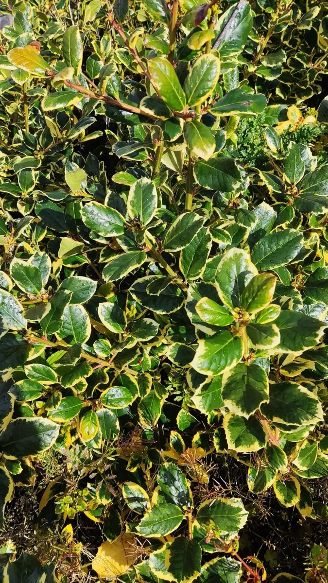 Holly Golden King Hedging - Image 1