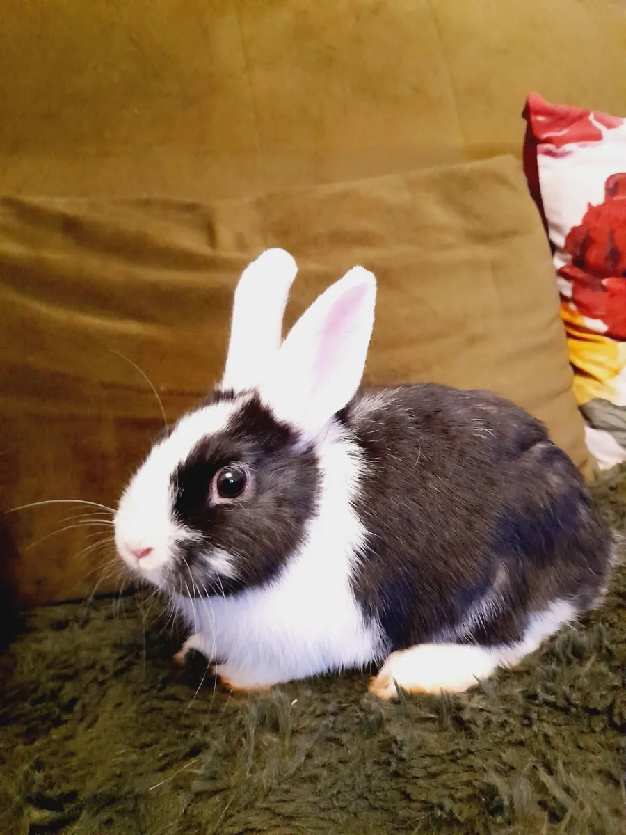 Rabbits - Image 4