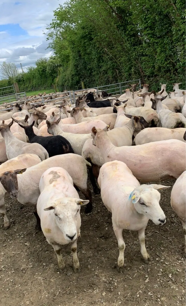 Sheep shearing