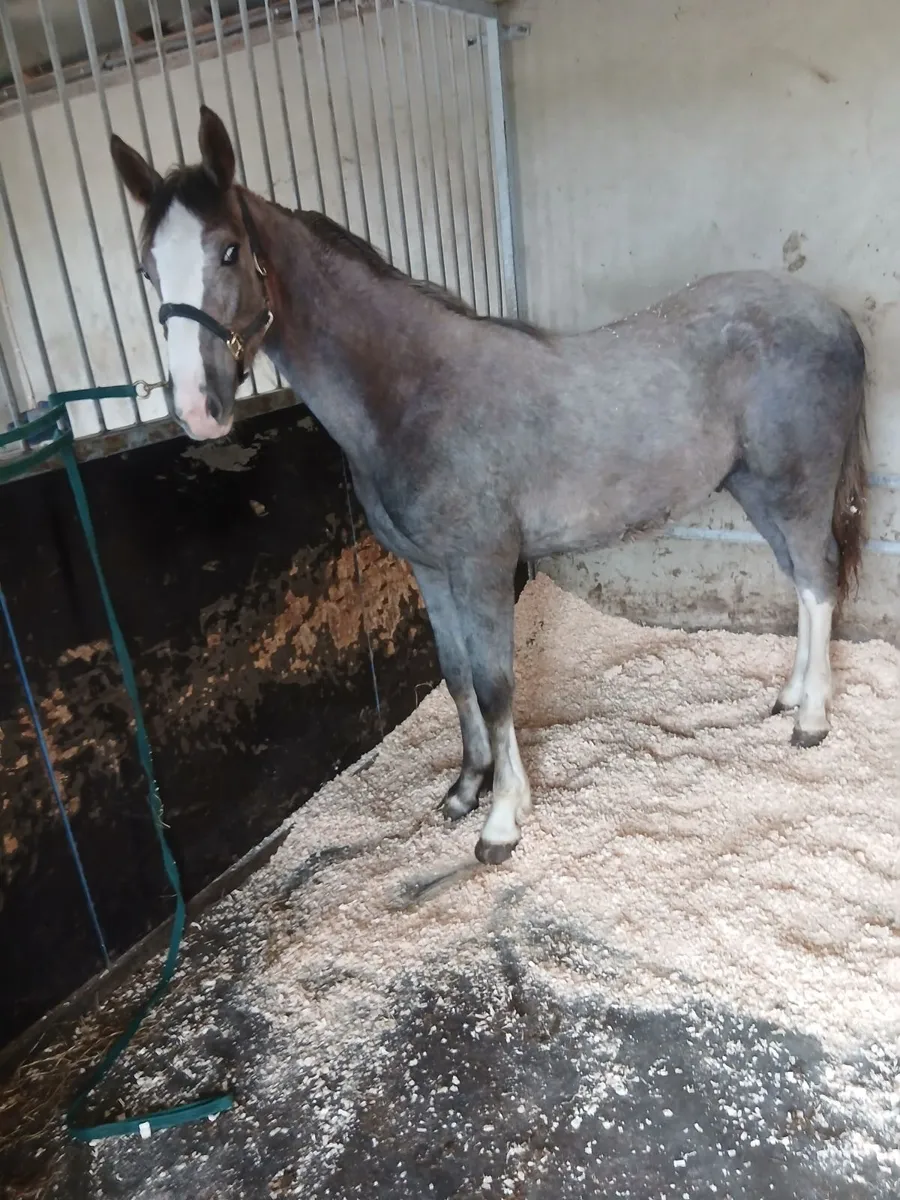 Horse - Image 2