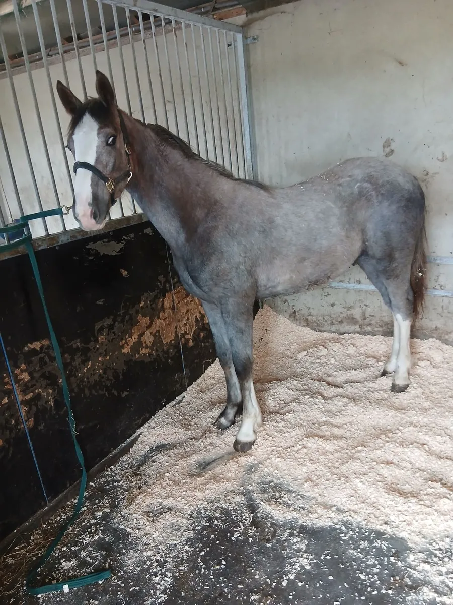 Horse - Image 1