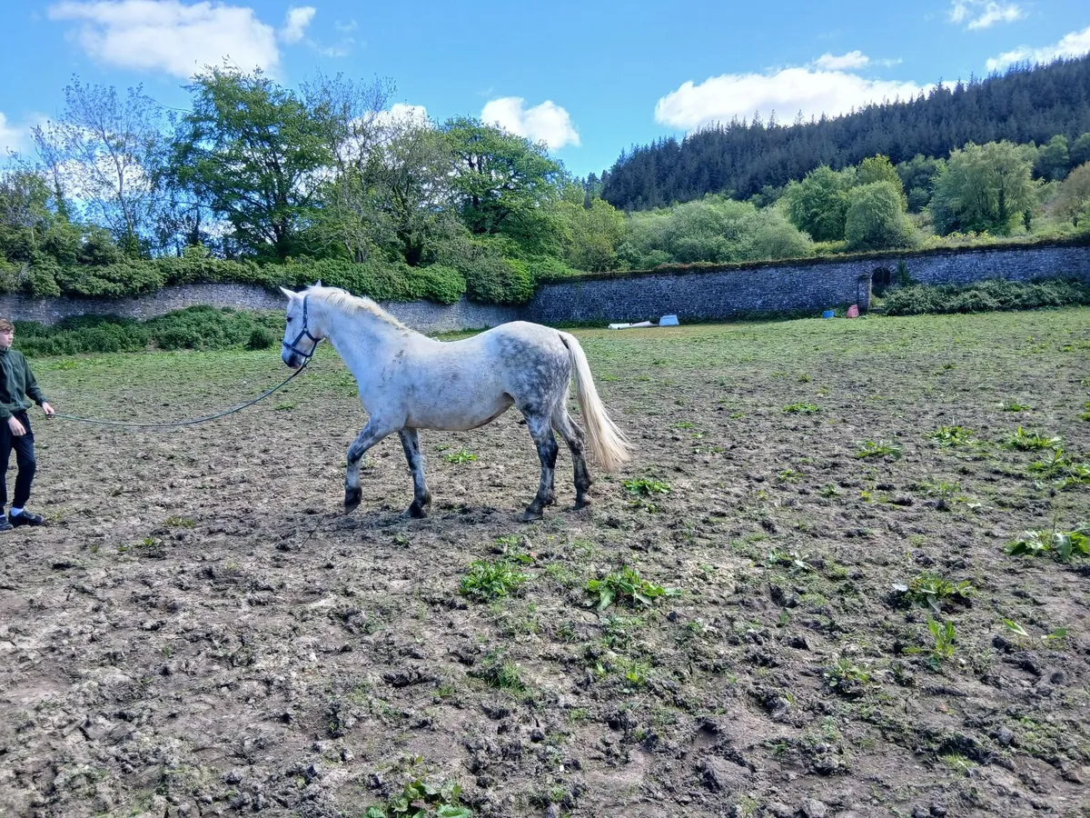 Horse - Image 4