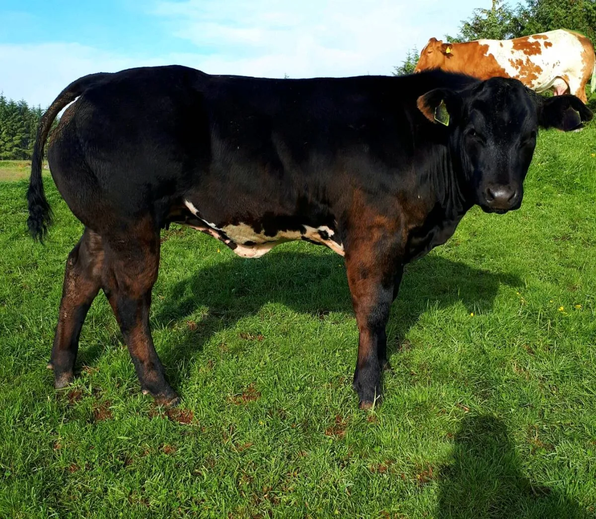 Dairy cow