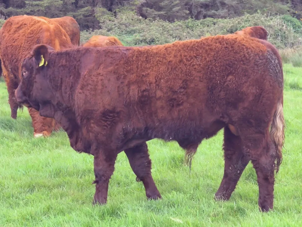 Pedigree Saler Bull Weanlings - Image 2