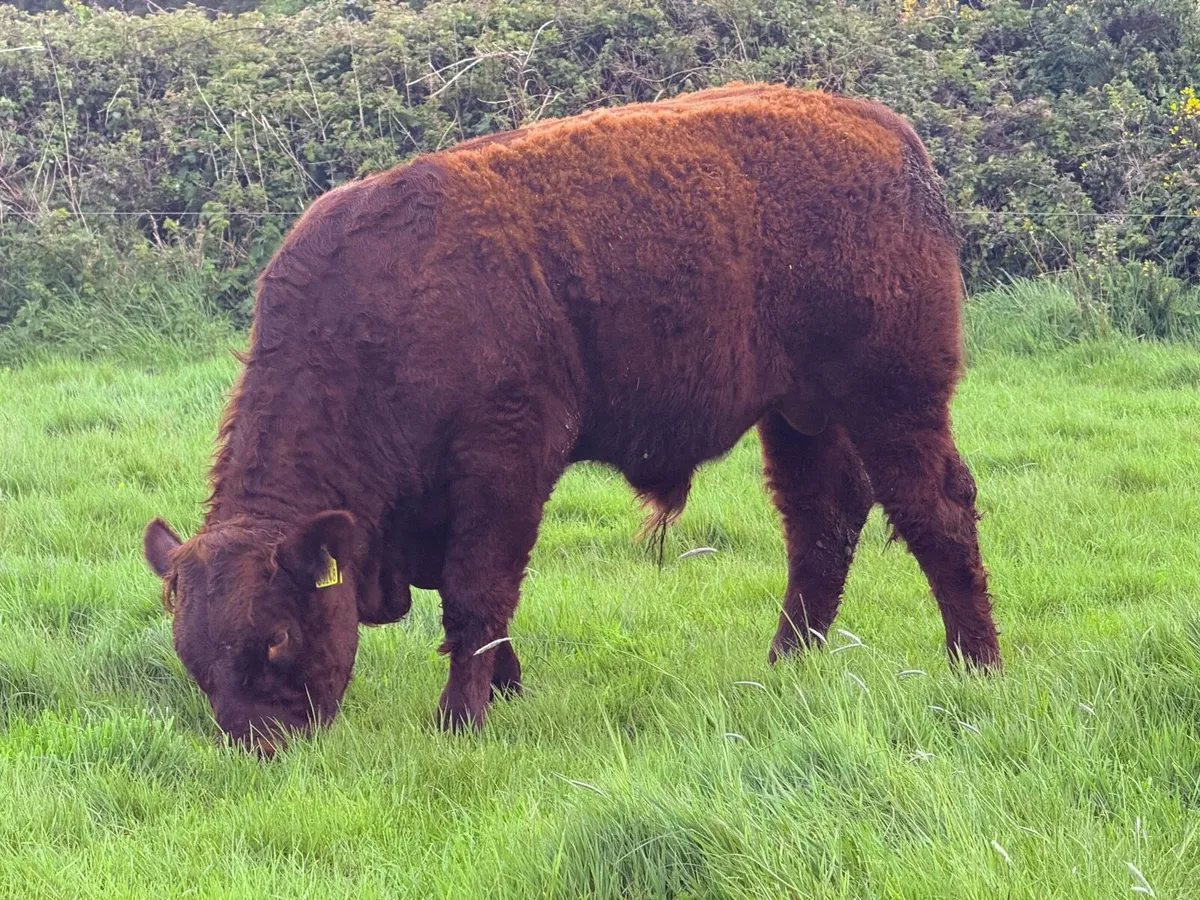 Pedigree Saler Bull Weanlings - Image 3