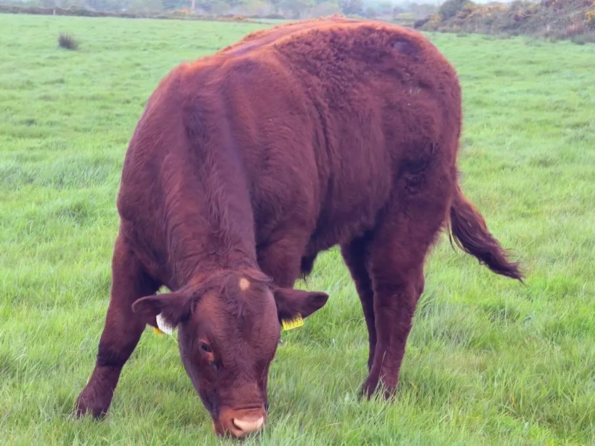 Pedigree Saler Bull Weanlings - Image 4