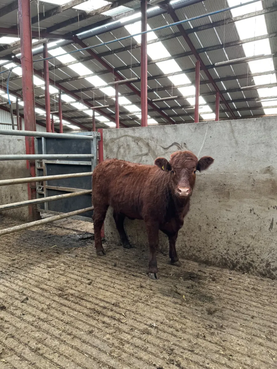 Pbnr saler heifer - Image 2