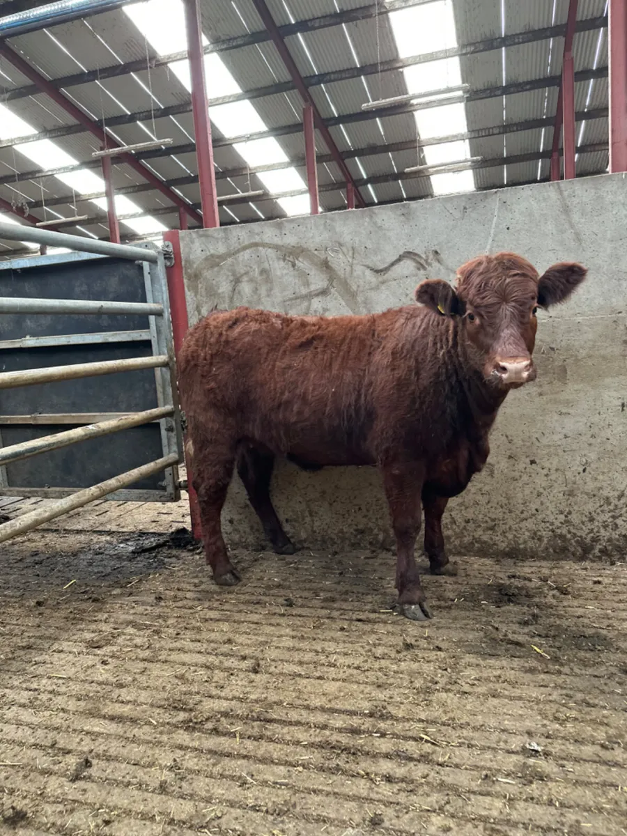 Pbnr saler heifer - Image 1