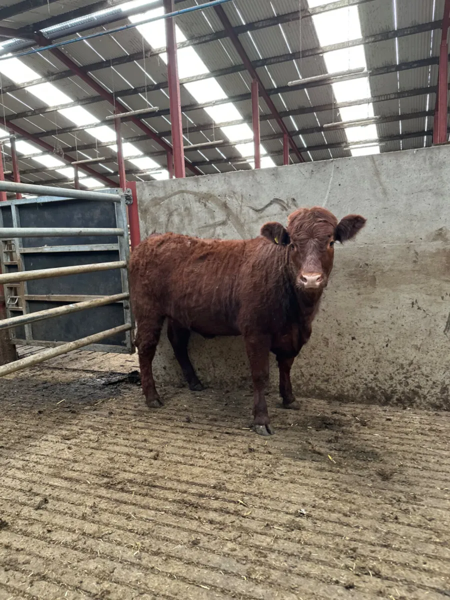 Pbnr saler heifer - Image 4
