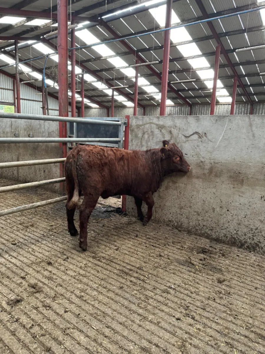 Pbnr saler heifer - Image 3