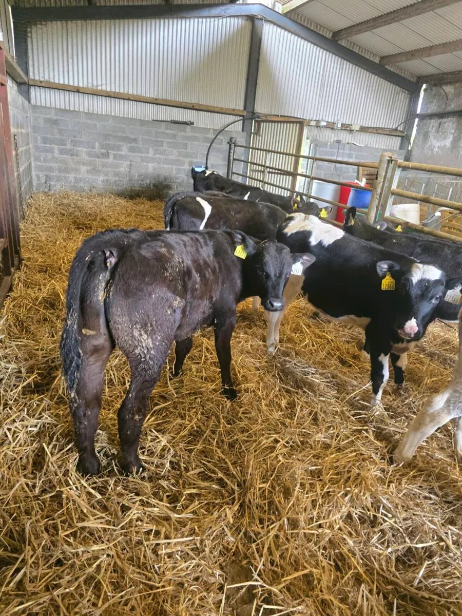 80 reared beef calves for sale - Image 3