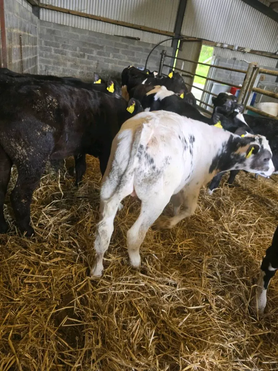 80 reared beef calves for sale - Image 1