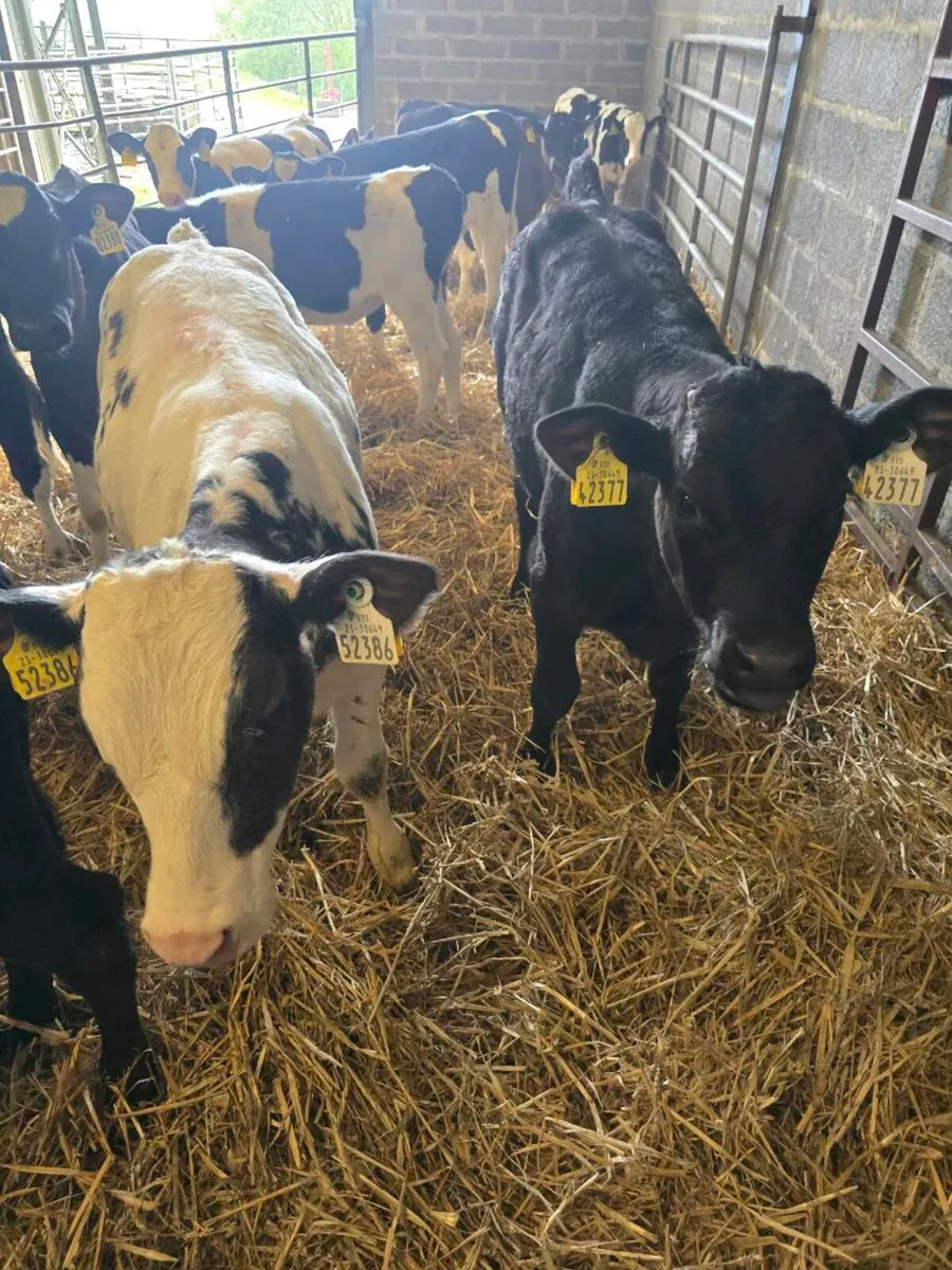 80 reared beef calves for sale - Image 2