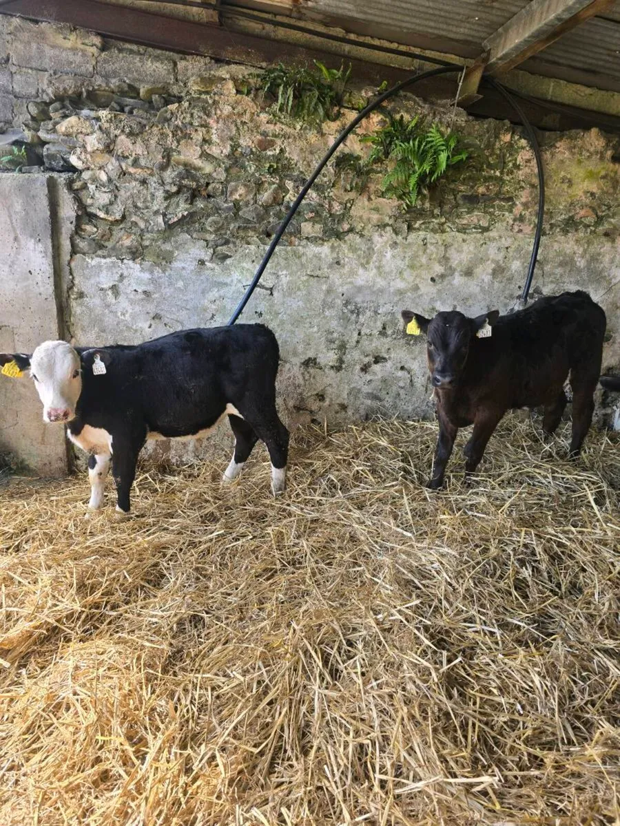 80 reared beef calves for sale - Image 4