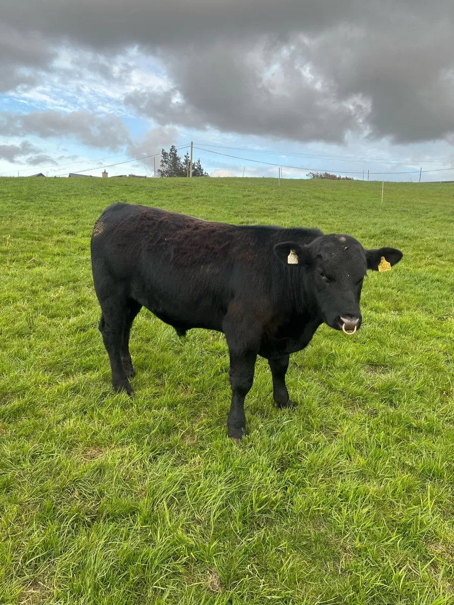 Pbr Angus Bulls - Image 4