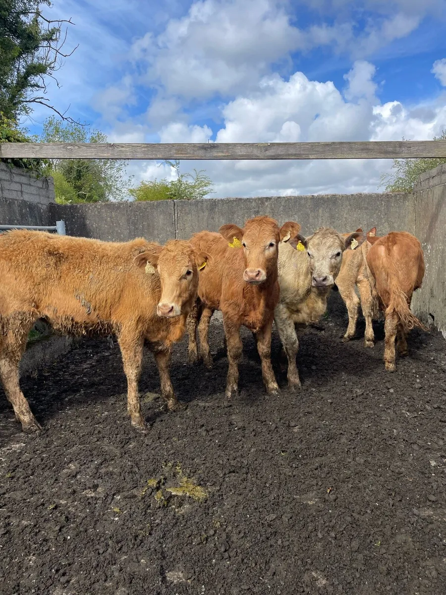 Charolais Heifers - Image 1