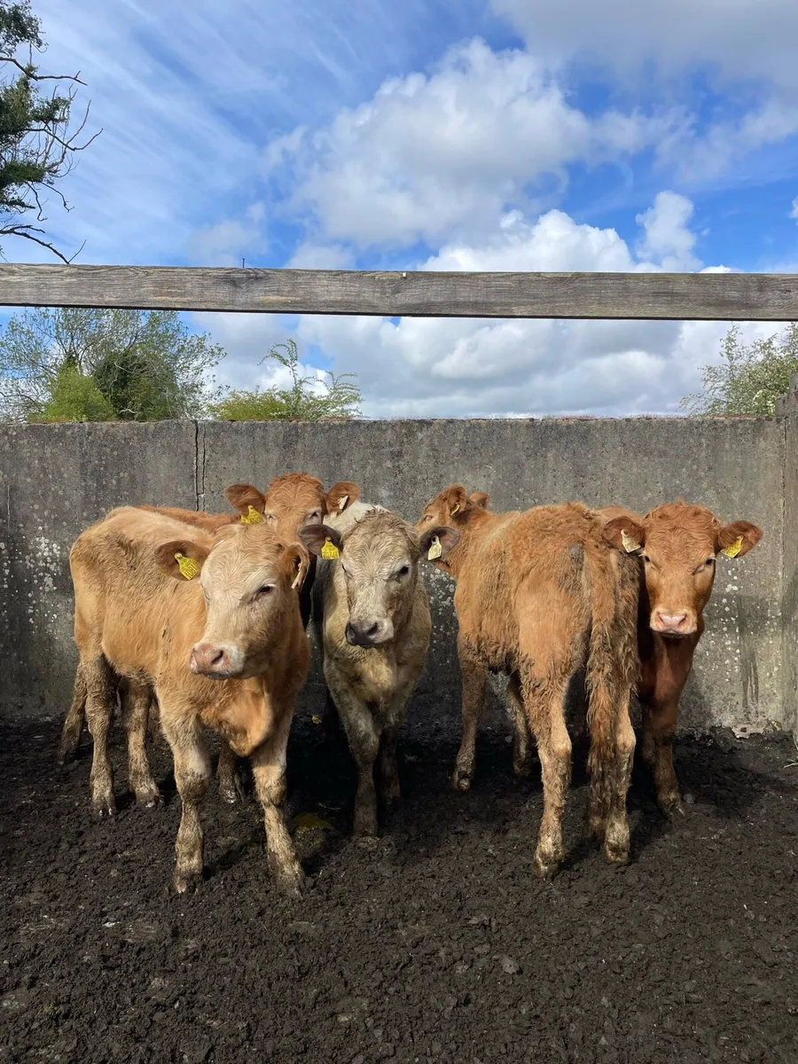 Charolais Heifers - Image 2