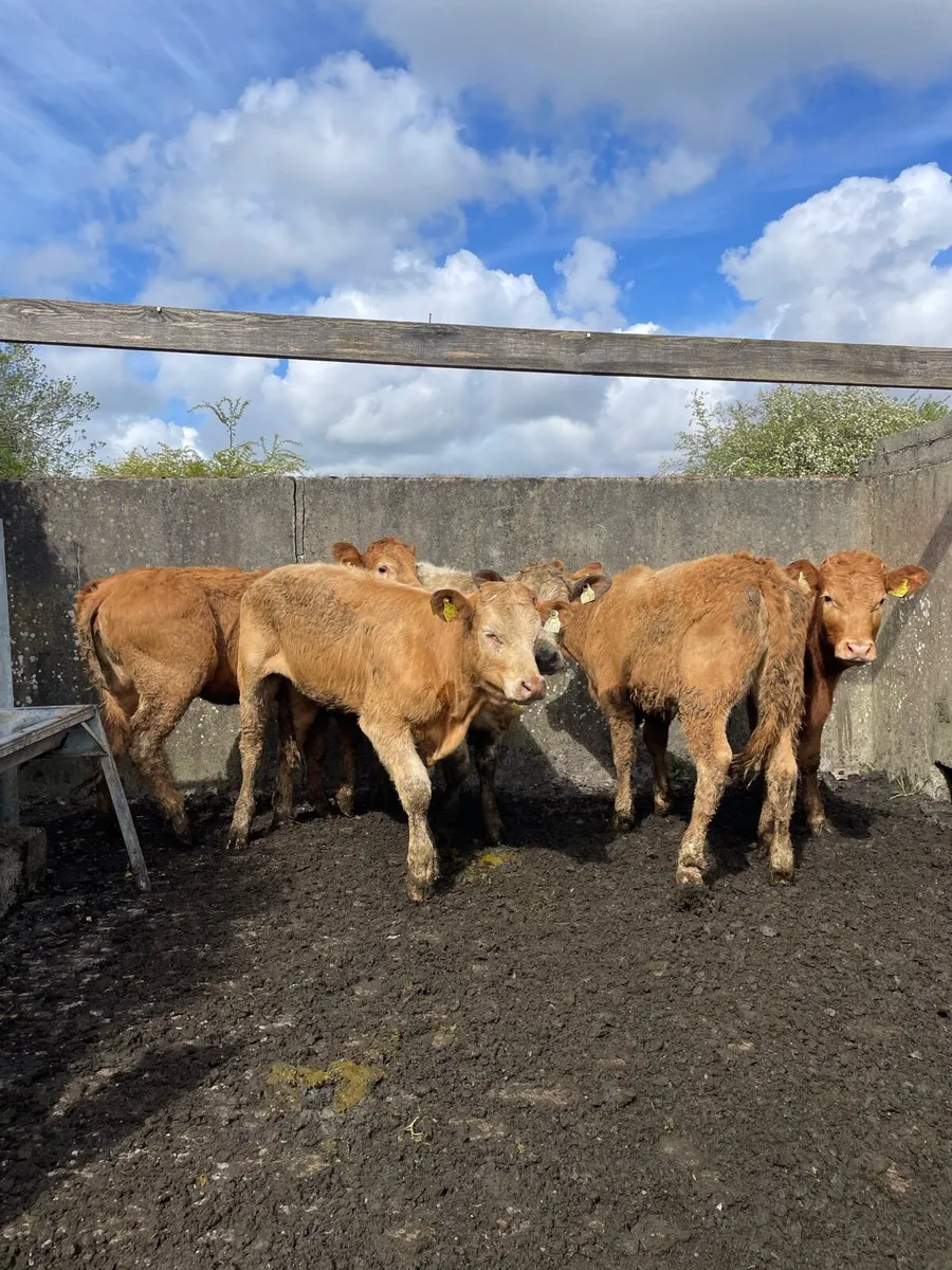 Charolais Heifers - Image 3