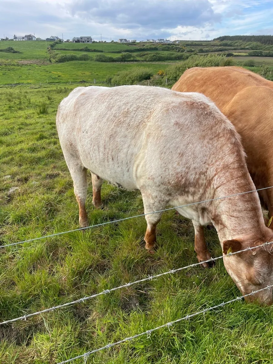 Calved heifers - Image 1