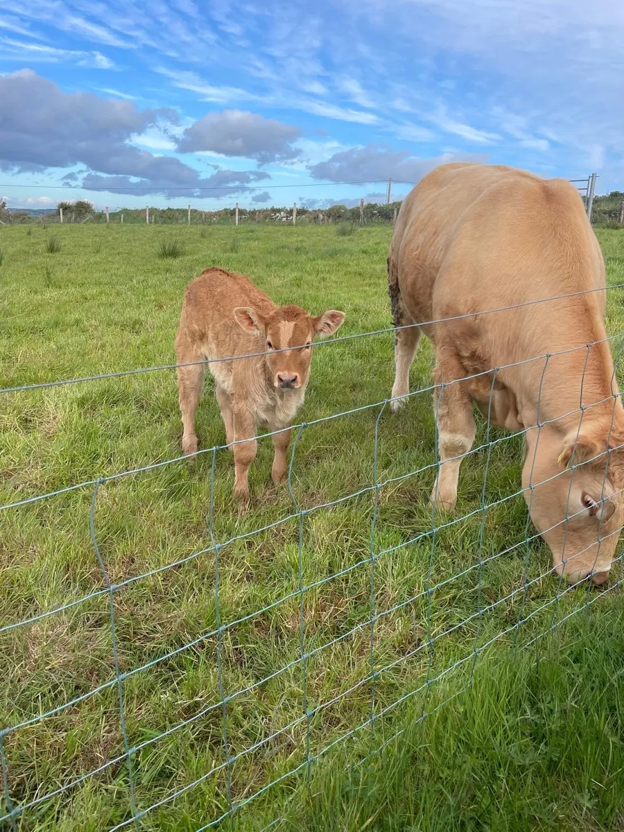 Calved heifers - Image 4