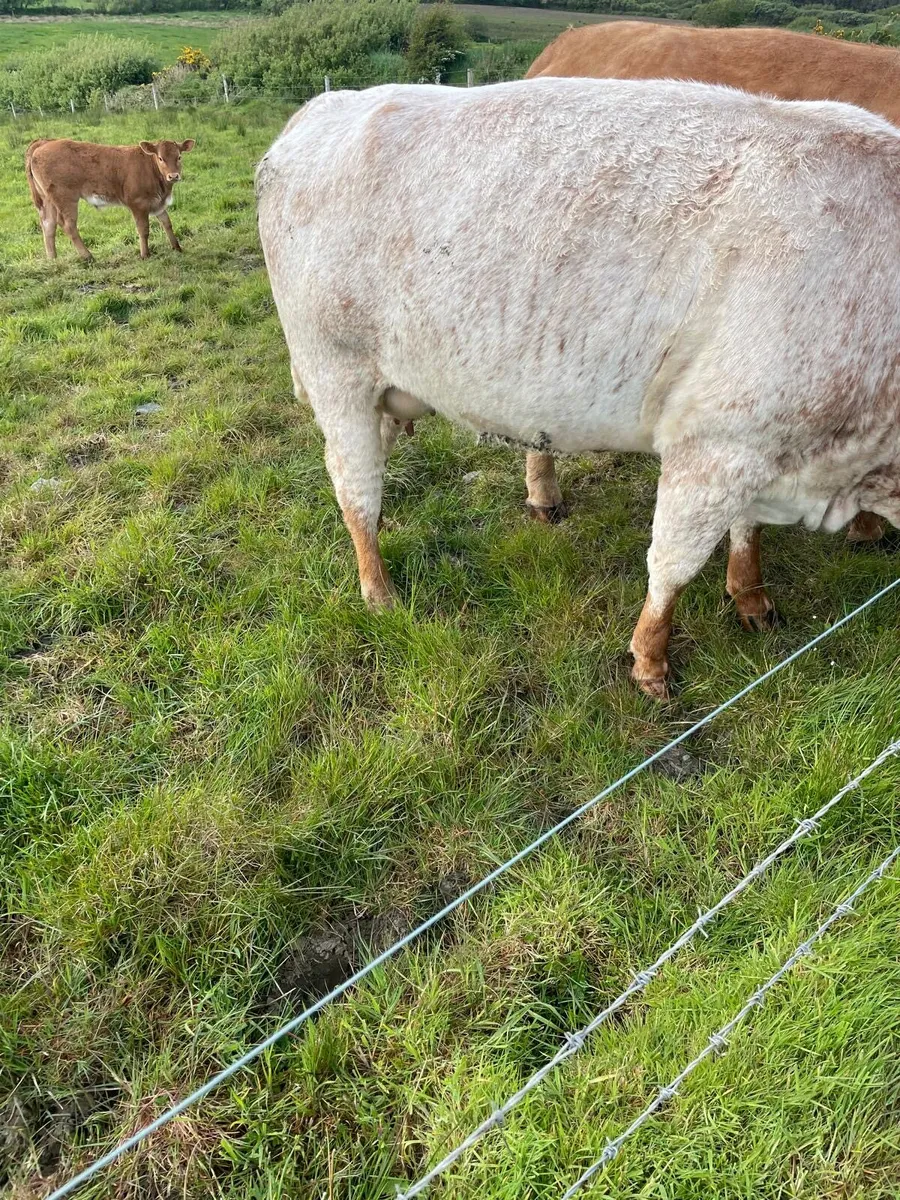 Calved heifers - Image 2
