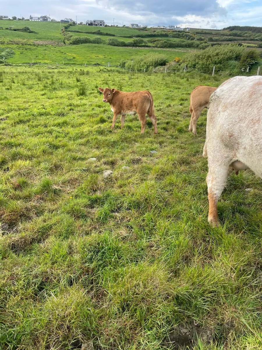 Calved heifers - Image 3