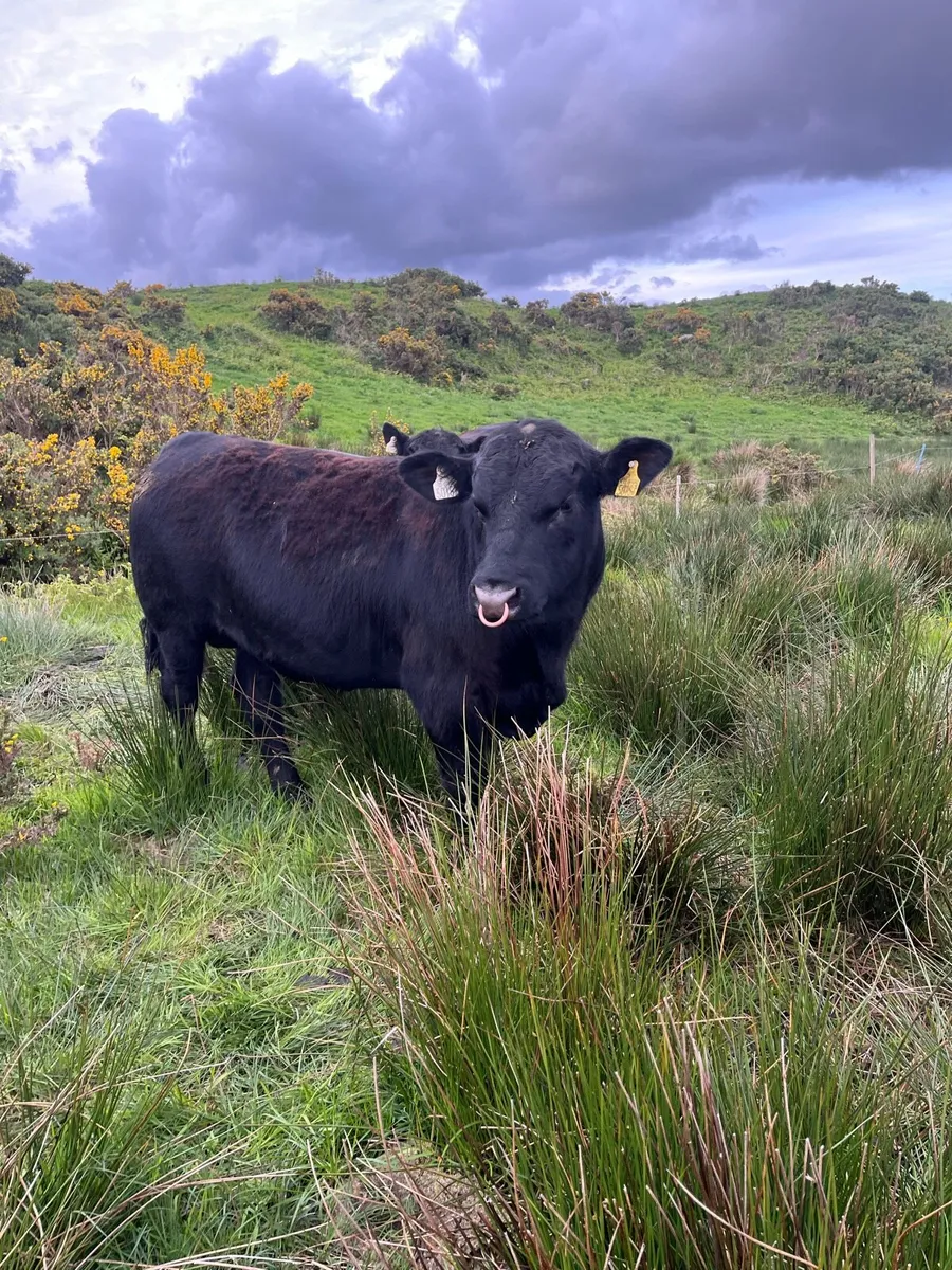 Pbr Aberdeen Angus Bulls - Image 3
