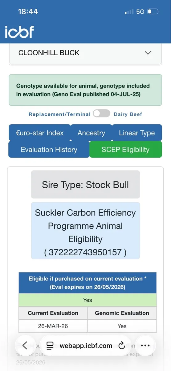 Pbr Aberdeen Angus Bulls - Image 4