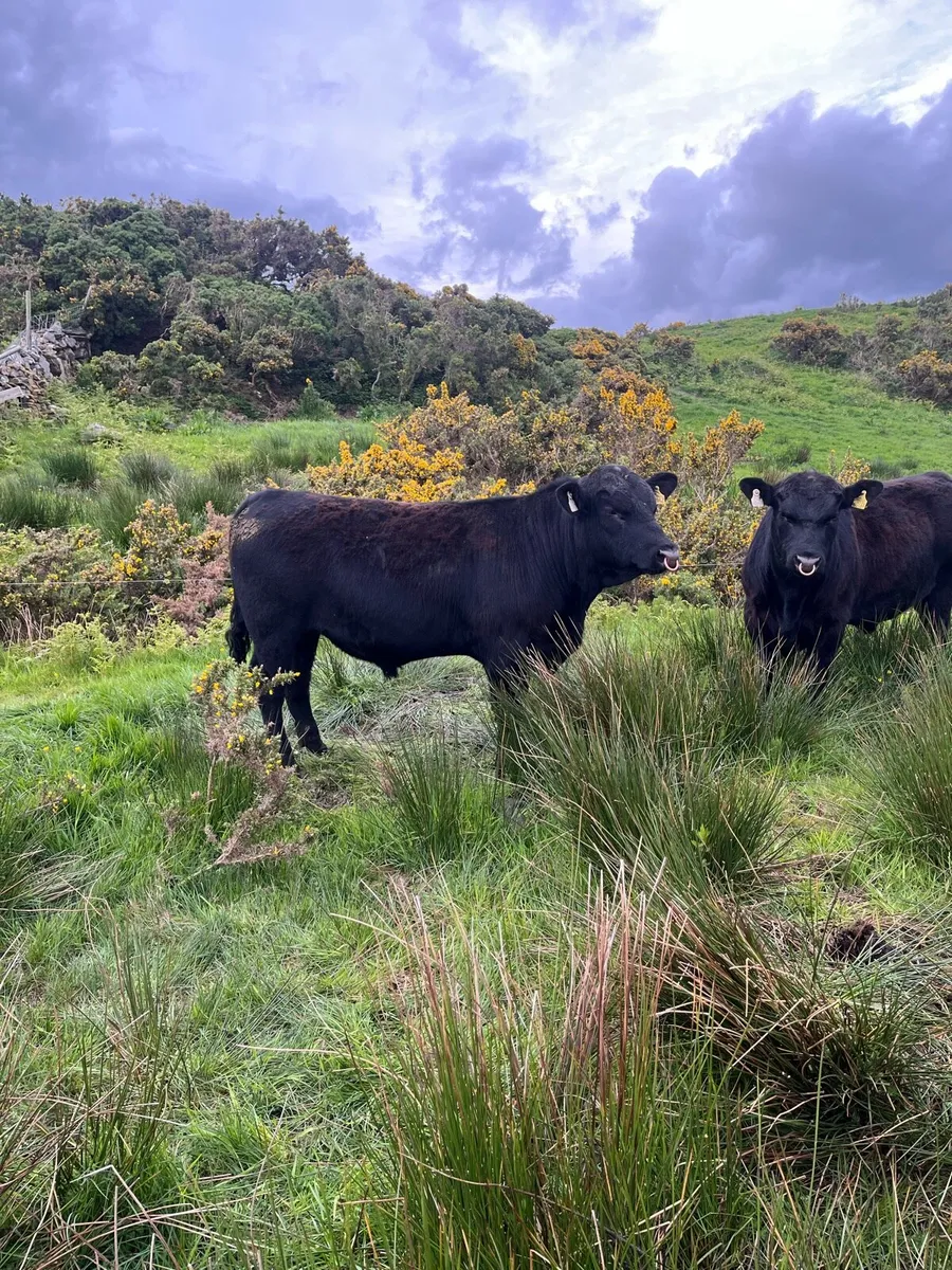 Pbr Aberdeen Angus Bulls - Image 1