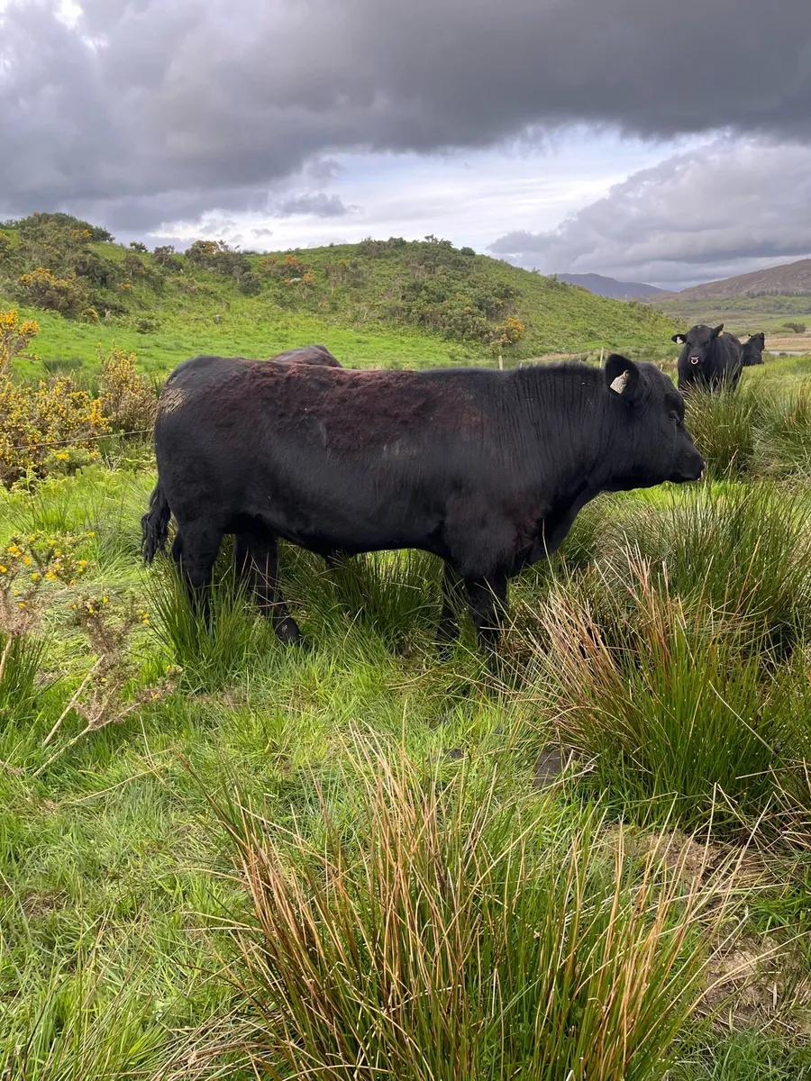 Pbr Aberdeen Angus Bulls - Image 2