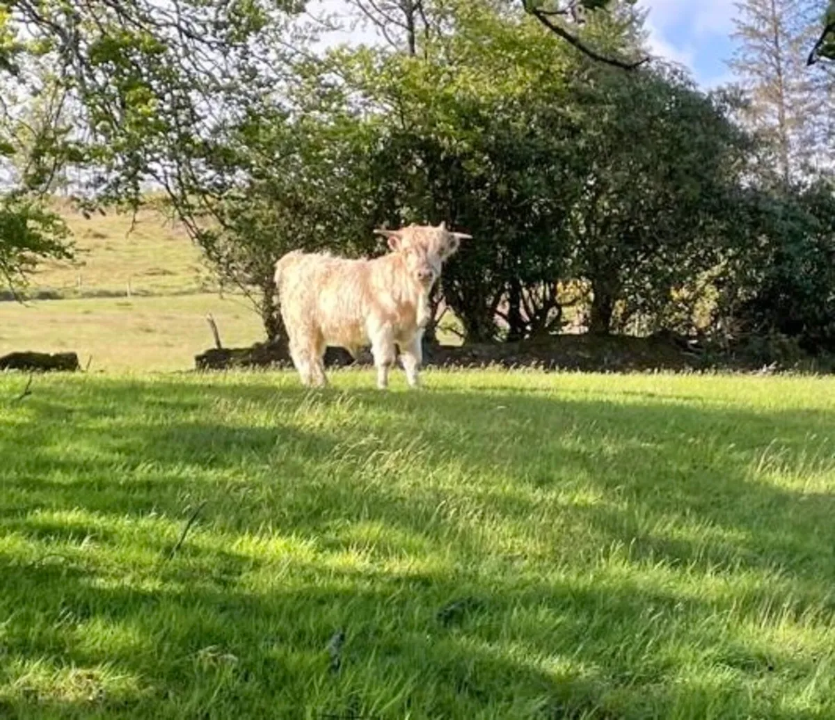 Purebred Highland bull - Image 1